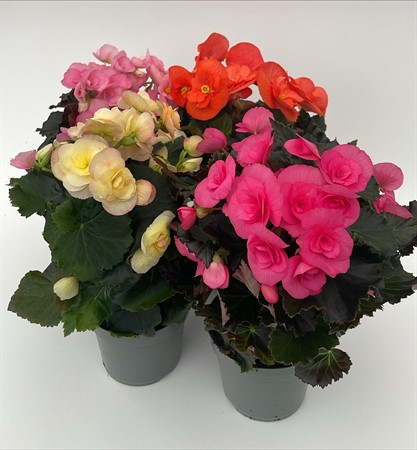 Begonia blf lokalodlad