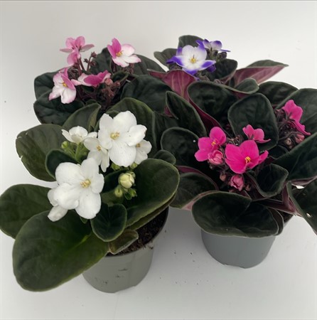 Saintpaula x12 lokalodlad