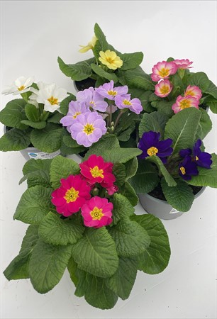 Primula vulgaris x10 lokalodlad