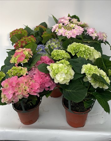 Hortensia nr 12 Arvidsson