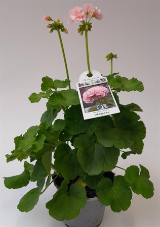 Pelargon Mårbacka rosa Förslöv svenskodlad