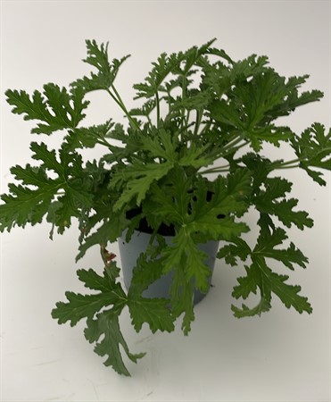 Pelargon Dr Westerlund x8 Görarp