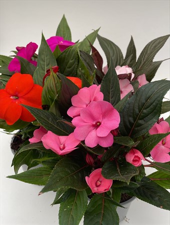 Impatiens Nya Guinea, svenskodlad
