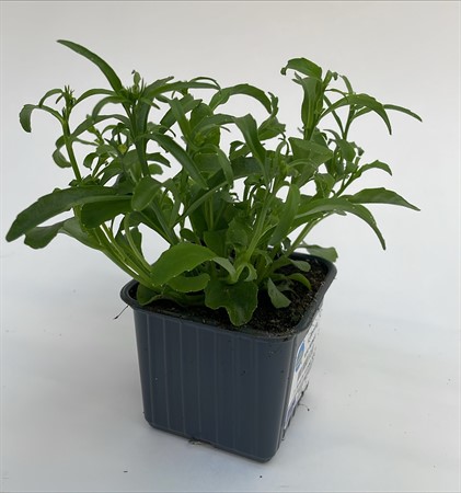 Lobelia Kant x24 lokalodlad