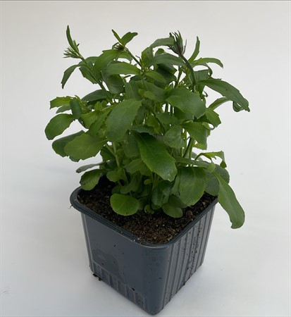 Lobelia Häng x24 lokalodlad
