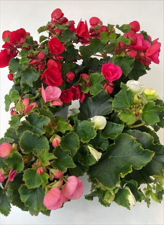 Begonia Betulia x8 svenskodlat