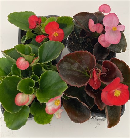 Isbegonia x24 lokalodlad