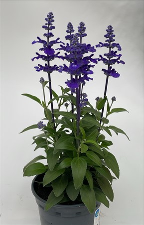 Salvia farinacea x10 lokalodlad