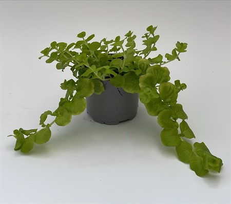 Lysimachia Goldilocks lokalodlad