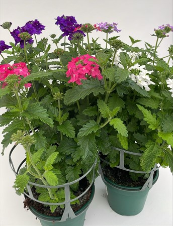 Verbena x6 Arvidsson