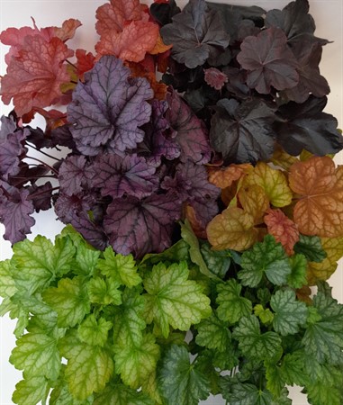 Heuchera Arvidsson svenskodlad