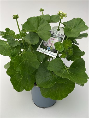 Pelargon Appleblossom Förslöv