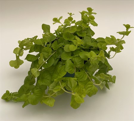 Lysimachia limegrön x8 Arvidsson