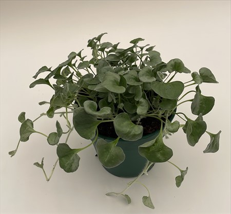 Dichondra Silverfalls Arvidsson