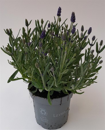 Lavendel x8 Frillesås svenskodlad