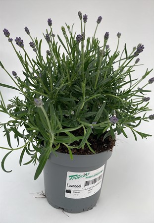 Lavendel x8 Frillesås