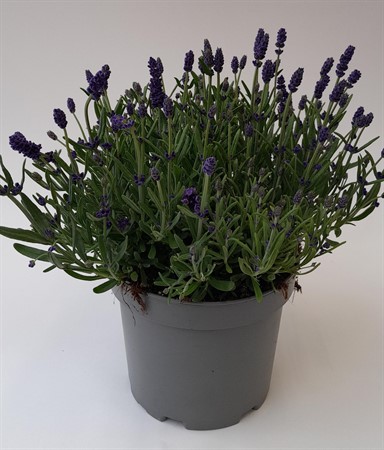 Lavendel x1 Frillesås svenskodlad