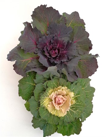 Brassica Frillesås svenskodlad