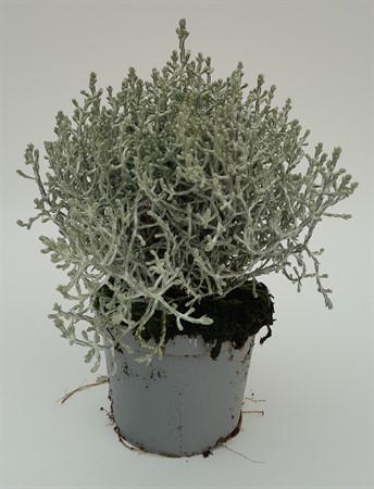 Calocephalus/Silvergirlang x12 Frillesås svenskodlad