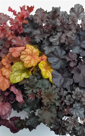 Heuchera x 8 Frillesås svenskodlad