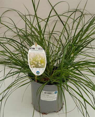 Pennisetum Hameln x 6 17 cm svenskodlad