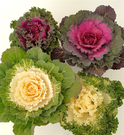 Brassica x 8 svenskodlad