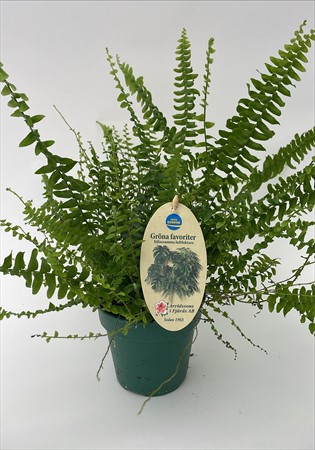 Ormbunke x6 Arvidsson