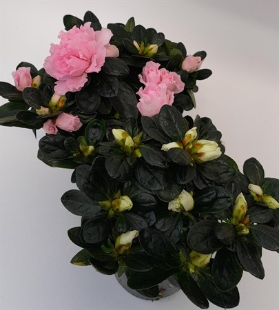Azalea nr 2 x8 Arvidsson svenskodlad