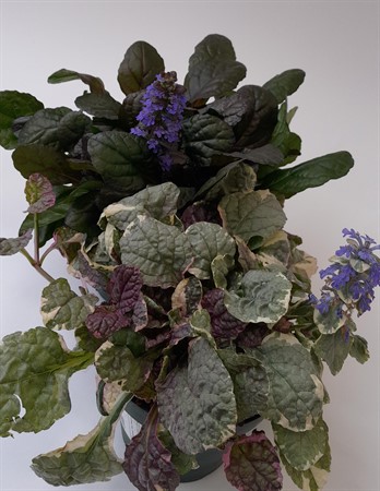 Ajuga x 6 Arvidssons svenskodlad