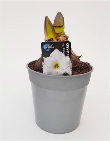 Amaryllis Picasso silverkruka 26/28 svenskodlad