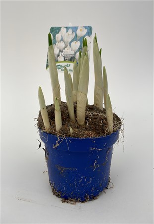 Crocus vit Frillesås x18