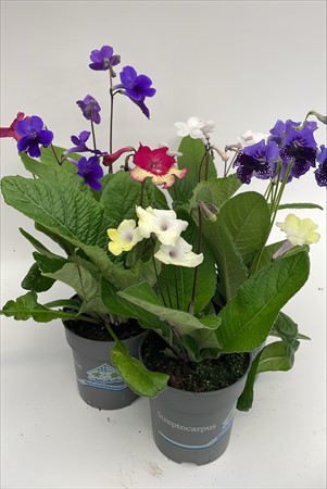 Streptocarpus Mariestadsblommor