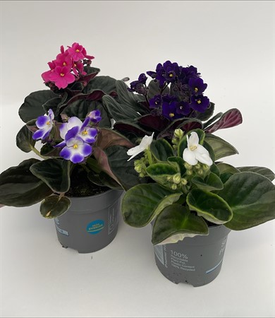 Saintpaula x12 Mariestad