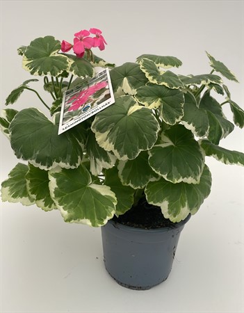 Pelargon brokbladig mix Förslöv