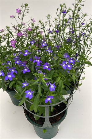 Lobelia x6 Arvidsson