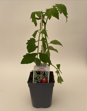 Tomat Indigo Rose lokalodlad