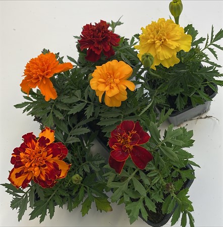 Tagetes x24 lokalodlad
