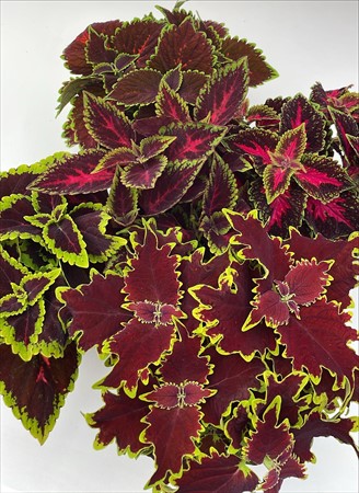 Coleus x8 lokalodlad