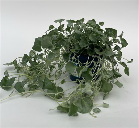 Dichondra Silverfall Frillesås