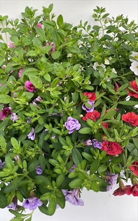 Millionbells Frillesås