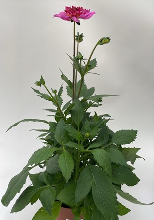 Dahlia 15 cm x6 svenskodlad