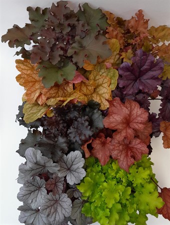 Heuchera x10 Mariestad svenskodlad