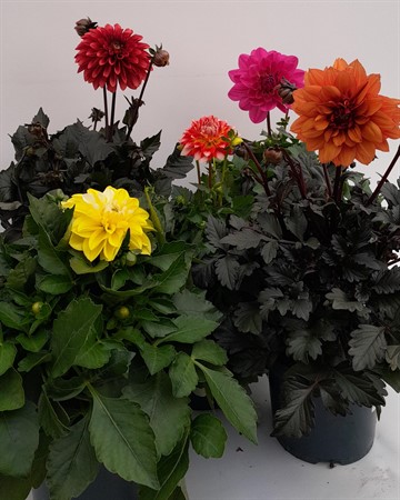 Dahlia x 6 Frillesås svenskodlad