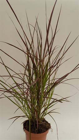 Pennisetum Fireworks Frillesås svenskodlad