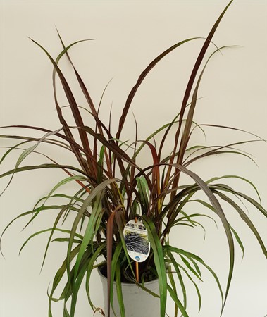 Pennisetum Vertigo rödbladig x6 svenskodlad