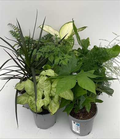 Grön mix svenska lokalodlad