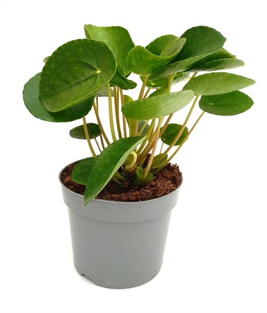 Pilea peperomoides svenskodlad