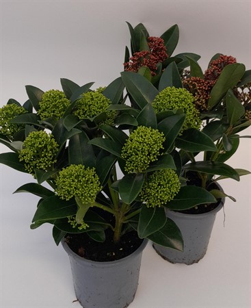 Skimmia 11 cm  x15