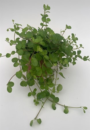Peperomia rotundifolia x8 lokalodlad