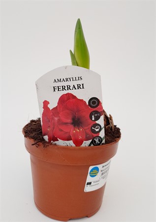 Amaryllis röd 2 stj 24/26 svenskodlad